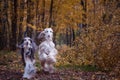Dogs, two beautiful Afghan hounds